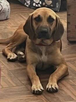 Ranger -  Mixed Breed Dog for Adoption in Nantucket, Massachusetts - Ranger | PetCurious