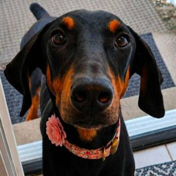 Ziggy -  Doberman Pinscher Dog for Adoption in Wadena, Minnesota - Ziggy | PetCurious