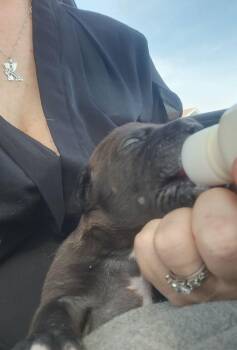 Labrador Retriever Dogs Available for Adoption - Licorice - F | PetCurious