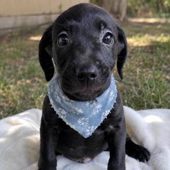 Jet -  Mixed Breed Dog for Adoption in Buffalo, Minnesota - Jet | PetCurious