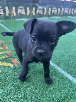 Chihuahua Dogs Available for Adoption - Snickers  | PetCurious