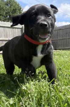 Labrador Retriever and Mixed Breed Dogs Available for Adoption in Aurora, Indiana - Connecticut : Derby | PetCurious
