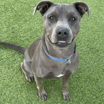 Rescue Pit Bull Terrier Dogs for Adoption in Los Angeles, California - Grey A5671708 | PetCurious