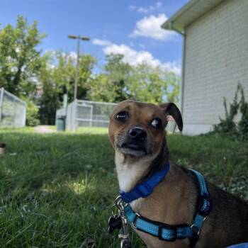 Diesel -  Chihuahua and Mixed Breed Dog for Adoption in Wilmington, Delaware - Diesel | PetCurious
