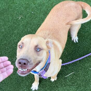 Bo -  Mixed Breed Dog for Adoption in Chattanooga, Tennessee - Bo | PetCurious