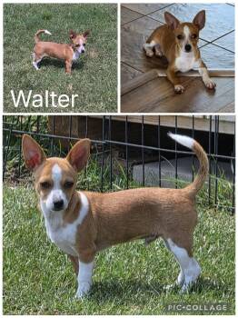 Wally -  Chihuahua Dog for Adoption in Enterprise, Alabama - Wally | PetCurious