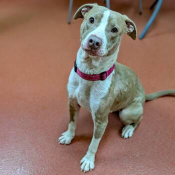 Mindy -  Pit Bull Terrier Dog for Adoption in Accident, Maryland - Mindy | PetCurious