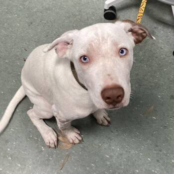 June -  Terrier Dog for Adoption in Tampa, Florida - June | PetCurious