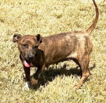 Rescue Dachshund and Terrier Dogs for Adoption in Horn Lake, Mississippi - Flower | PetCurious