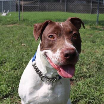 Pit Bull Terrier and Mixed Breed Dogs Available for Adoption - Bella | PetCurious
