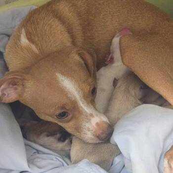 Moxie -  Chihuahua Dog for Adoption in Austin, Texas - Moxie | PetCurious