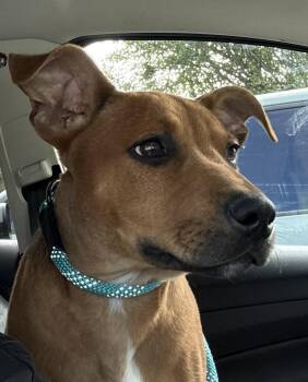 Rescue Redbone Coonhound and American Staffordshire Terrier Dogs for Adoption in Wilmington, Ohio - Russell | PetCurious