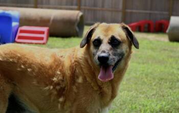 Yana & Yugo -  German Shepherd Dog and Jack Russell Terrier Dog for Adoption in Willis, Texas - Yana & Yugo | PetCurious