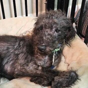 Quincy -  Miniature Schnauzer and Miniature Poodle Dog for Adoption in Toms Brook, Virginia - Quincy | PetCurious