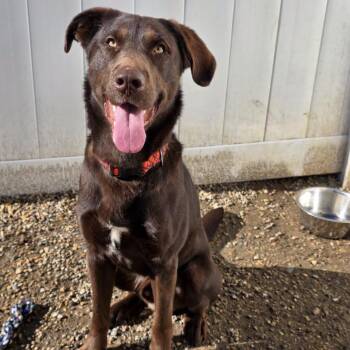 Chocolate Labrador Retriever and Mixed Breed Dogs Available for Adoption in Yankton, South Dakota - Louie | PetCurious
