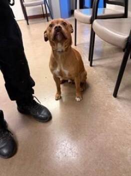 Pit Bull Terrier and Mixed Breed Dogs Available for Adoption - Homer | PetCurious