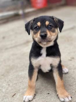 Ferye (Purple) -  Siberian Husky and Pit Bull Terrier Dog for Adoption - Ferye (Purple) | PetCurious