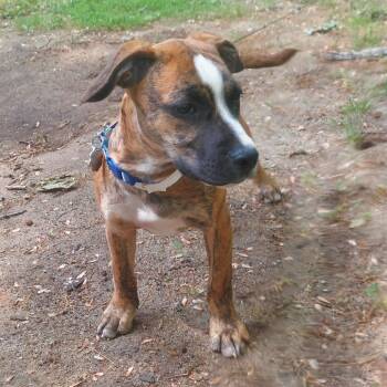 Strawberry Cough -  Mixed Breed Dog for Adoption in Kennebunk, Maine - Strawberry Cough | PetCurious