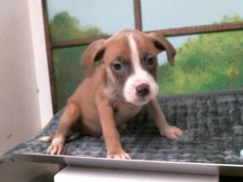 Staffordshire Bull Terrier and Mixed Breed Dogs Available for Adoption in Houston, Texas - A2068763 | PetCurious