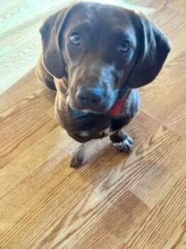 Dachshund and Corgi Dogs Available for Adoption - Ellie | PetCurious