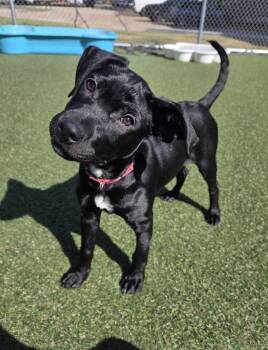 Joy -  Labrador Retriever Dog Available for Adoption in Elmwood, Louisiana - Joy | PetCurious