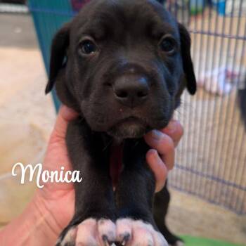 Monica -  Labrador Retriever and Mastiff Dog for Adoption in Lynchburg, Virginia - Monica | PetCurious