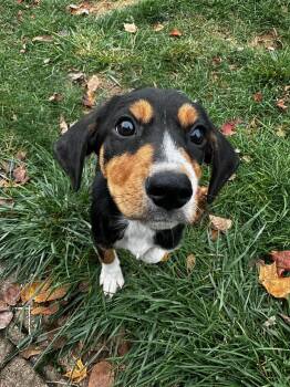 Rescue Hound and Beagle Dogs for Adoption in Plainfield, Illinois - Turtle | PetCurious