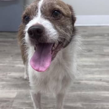 Webber -  Jack Russell Terrier Dog for Adoption in Covington, Tennessee - Webber | PetCurious