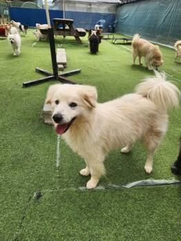 Golden Retriever and Jindo Dogs Available for Adoption - KEVIN | PetCurious