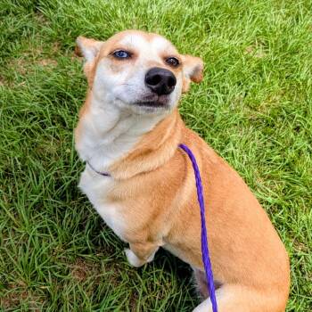 Mixed Breed Dogs Available for Adoption in Houston, Texas - Daisy Pearl | PetCurious