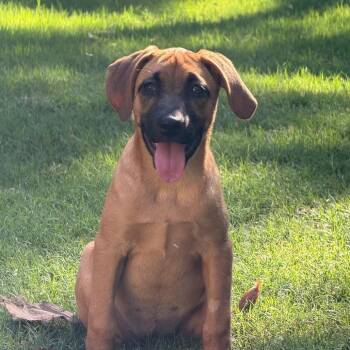 Hazelnut -  Mixed Breed and None Dog for Adoption in Brownsboro, Alabama - Hazelnut | PetCurious