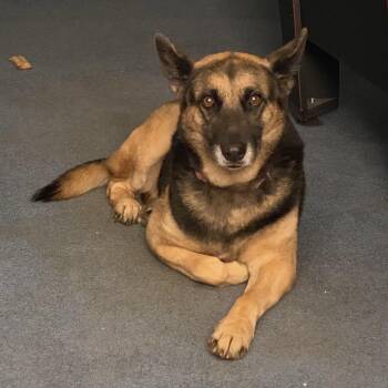 Marina -  German Shepherd Dog and Husky Dog for Adoption in East Haddam, Connecticut - Marina | PetCurious