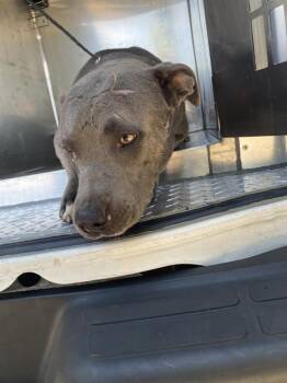 BUCKY -  Mixed Breed Dog for Adoption in Dallas, Texas - BUCKY | PetCurious