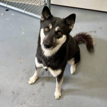 Eloise -  Mixed Breed and Husky Dog for Adoption in Blairsville, Georgia - Eloise | PetCurious