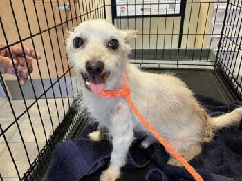 Fox Terrier Dogs Available for Adoption in Tustin, California - GUERRO | PetCurious