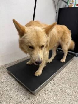 Fennec -  Shepherd and Mixed Breed Dog for Adoption in Gastonia, North Carolina - Fennec | PetCurious
