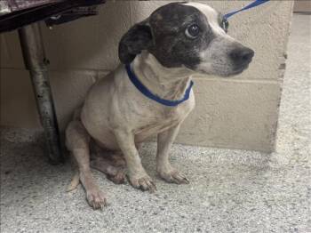 Rescue Parson Russell Terrier and Mixed Breed Dogs for Adoption in Conroe, Texas - A419819 | PetCurious