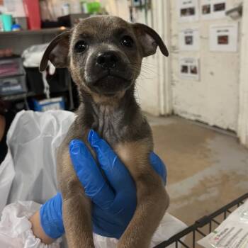 Chihuahua Dogs Available for Adoption in Edinburg, Texas - Jessie | PetCurious