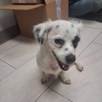 Kelsier -  Mixed Breed Dog for Adoption in Lufkin, Texas - Kelsier | PetCurious