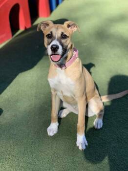 Rescue Hound Dogs for Adoption in Douglas, Massachusetts - Luna | PetCurious