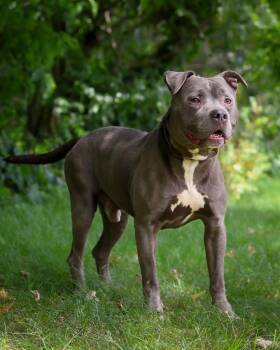 TUGBOAT (0689) -  Pit Bull Terrier Dog for Adoption in Bridgeport, Connecticut - TUGBOAT (0689) | PetCurious