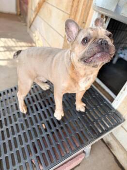 George -  French Bulldog Dog for Adoption in Severance, Colorado - George | PetCurious