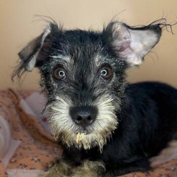 Schnauzer and Poodle Dogs Available for Adoption - Tonto | PetCurious