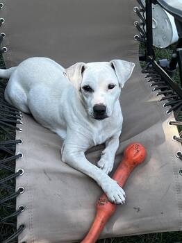 Ramona -  Mixed Breed Dog for Adoption in Danville, Vermont - Ramona | PetCurious