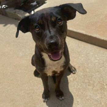 Shamrock -  Terrier Dog for Adoption in Bloomfield, Connecticut - Shamrock | PetCurious