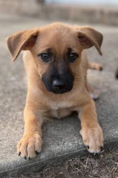 Remy -  Black Mouth Cur Dog for Adoption in Pensacola, Florida - Remy | PetCurious