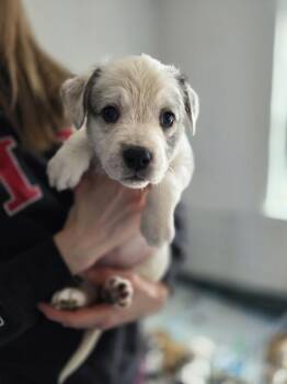 Ladybirds :  Dulce -  Catahoula Leopard Dog and Australian Shepherd Dog for Adoption in Aurora, Indiana - Ladybirds :  Dulce | PetCurious