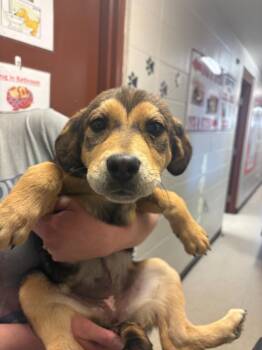 Mixed Breed Dogs Available for Adoption - Macey | PetCurious