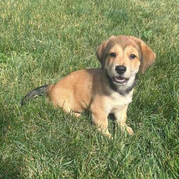 Forky -  Australian Shepherd Dog for Adoption in Holiday Hills, Illinois - Forky | PetCurious