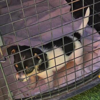 Fushigi -  Chihuahua and Cardigan Welsh Corgi Dog for Adoption in Incline Village, Nevada - Fushigi | PetCurious